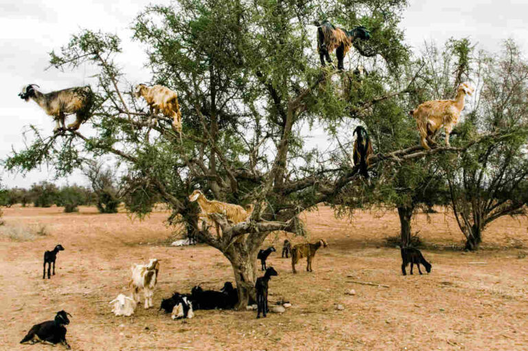 Do Tree-Climbing Goats Help Plant New Trees?