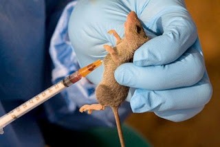 Lassa fever confirmed in Taraba state with three deaths as national death toll hits 21