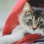cat accidentally shipped to montreal in parcel reunited with n s family