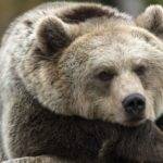 dont panic heres your bear market survival guide