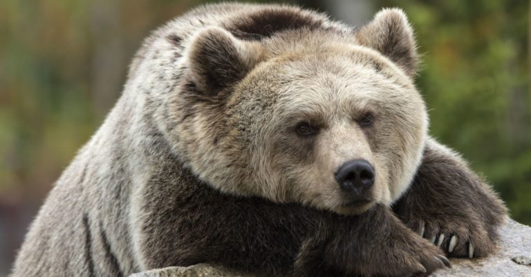 Don’t panic: Here’s your bear market survival guide
