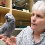 future of canadas exotic bird hospital rests on a wing and a prayer
