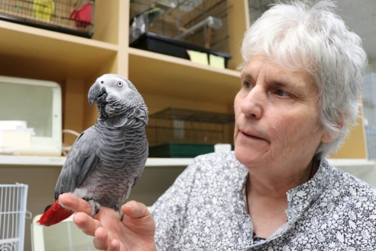 Future of Canada’s exotic bird hospital rests on a wing and a prayer