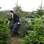 real versus fake christmas trees which ones greener