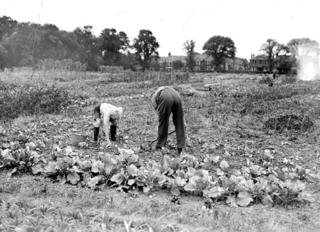 Digging for Victory: Stories from wartime gardens