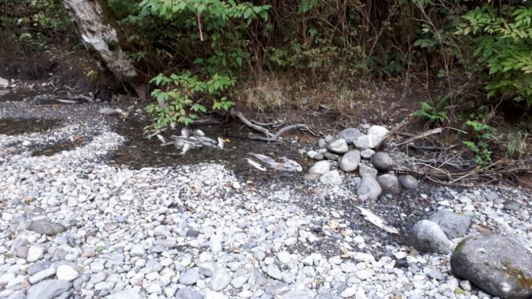 Thousands of generating salmon eliminated in Squamish river; BC Hydro confesses obligation