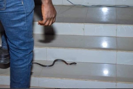 rccg pastor battle with snake that tried to attacking him on the altar 1