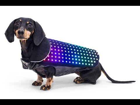video 8 insane pets toys gadgets you must have