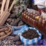 nigeria news covid 19 we have solution govt underestimating traditional medicine tmpn