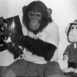 whatever happened to michael jacksons pet chimp bubbles