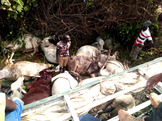 23 people killed after truck conveying humans and cows crashed in Niger state wowplus