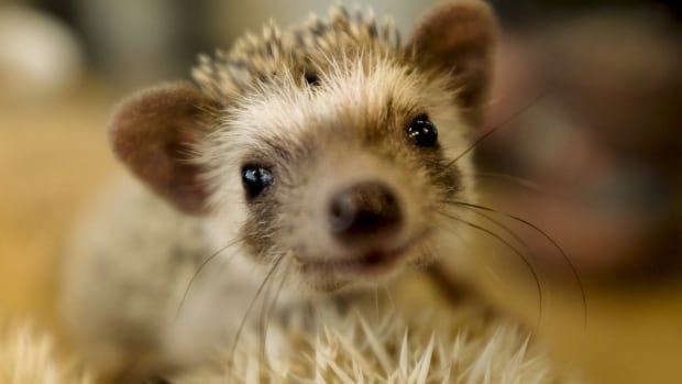 32 salmonella cases in 6 provinces tied to pet hedgehogs