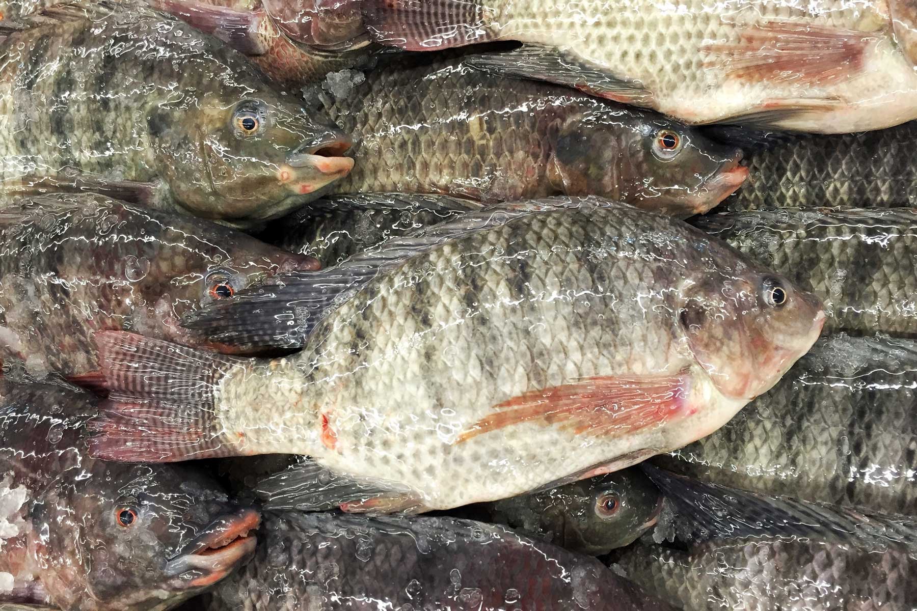Fish farming business 