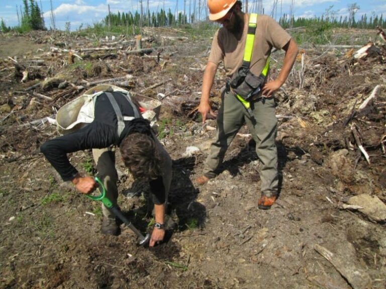 More than 1,500 tree planters prepare to head west to reforest B.C. Interior