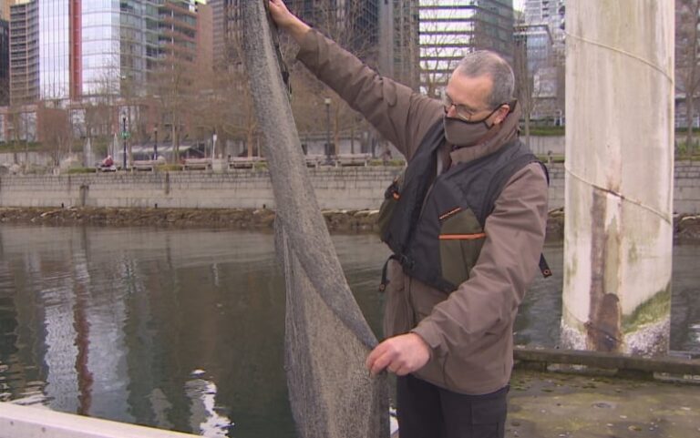 Scientists, First Nations team up in fresh attempt to revive struggling B.C. herring stocks