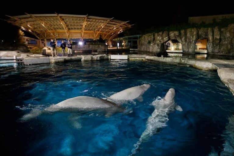 5 belugas doing well after being moved from Marineland, U.S. aquarium says