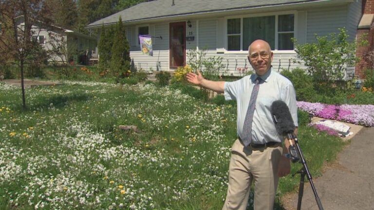 Lawns gone wild: Why you might just have to learn to love dandelions