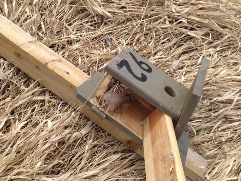 Swallows in B.C. town destroyed in their nesting boxes as vandalism escalates