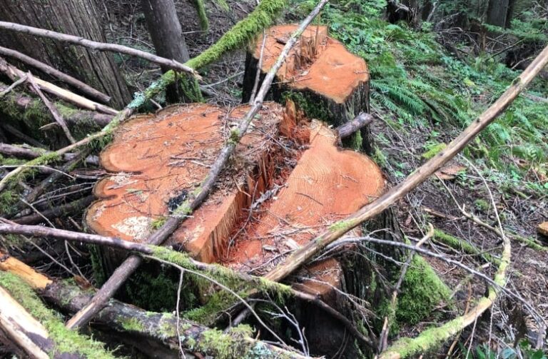 Tree poaching on Vancouver Island prompts spike in forest patrols