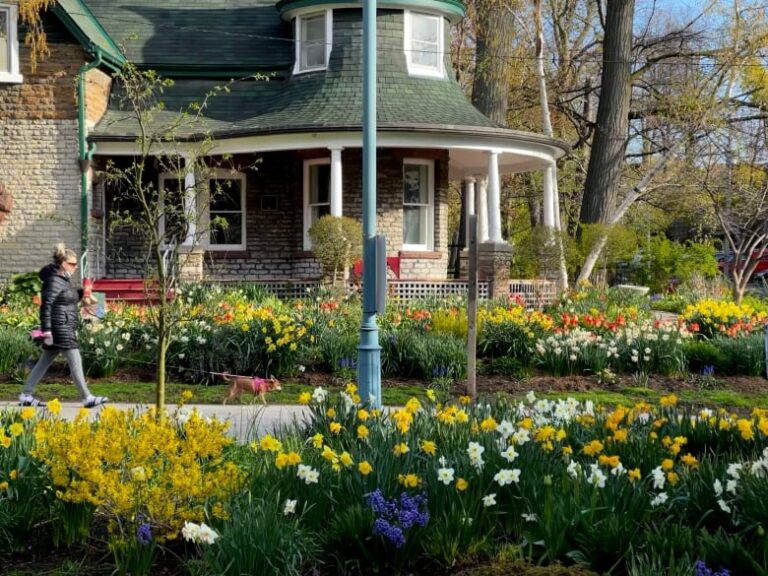 Tulips, daffodils and cherry blossoms on full display in Canada