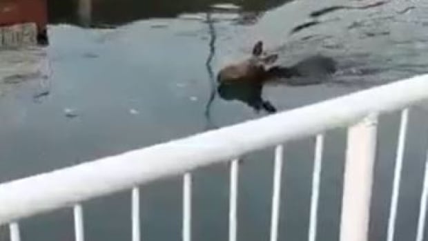 Moose dies swimming in northern Ontario river despite government rescue efforts