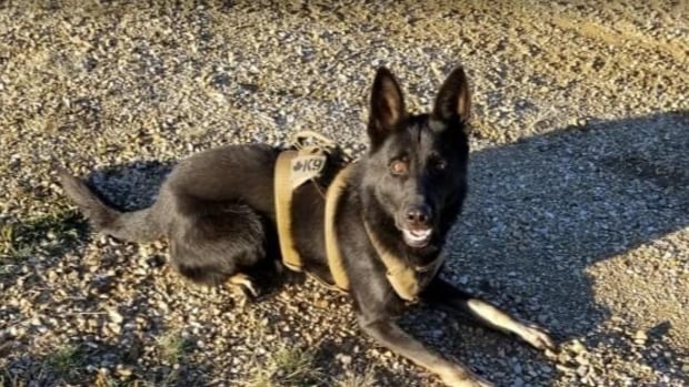 Suspect, RCMP dog dead after High Prairie police operation
