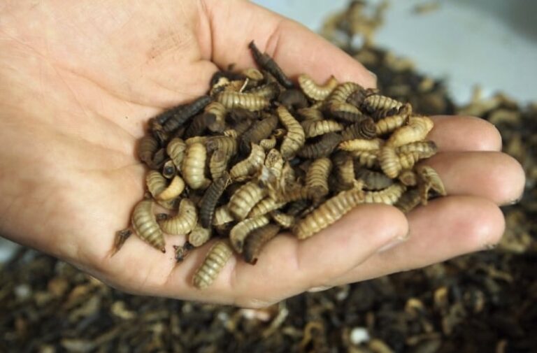 Insect poop can be used to make sustainable fertilizer — and help plants weather climate change