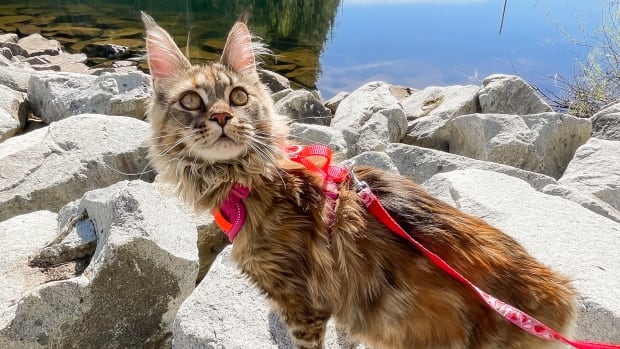 These adventure cats bring joy to their owners — and social media followers