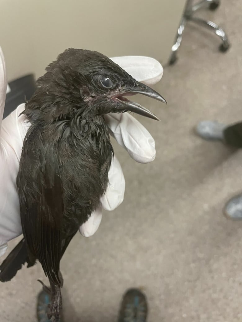 As mystery disease kills birds in U.S., researchers want Maritimers to be on lookout