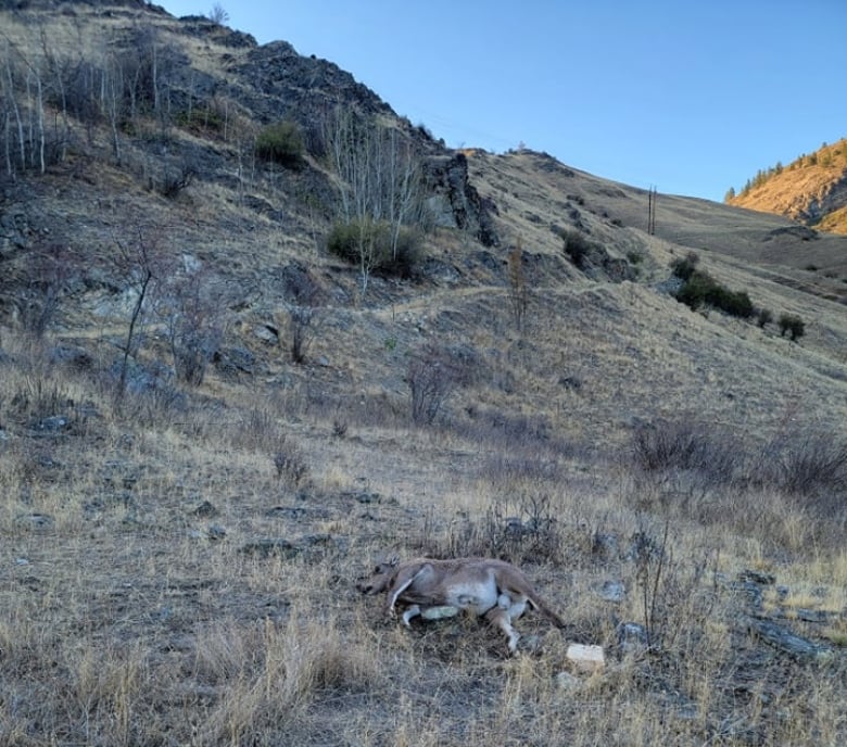 Disease wipes out at least 20 wild bighorn sheep in quick succession in B.C.'s Interior