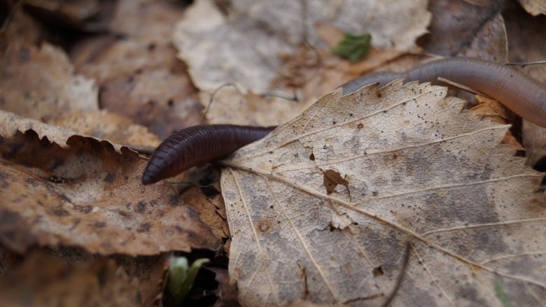 invasive earthworms are remaking our forests and climate scientists are worried 1
