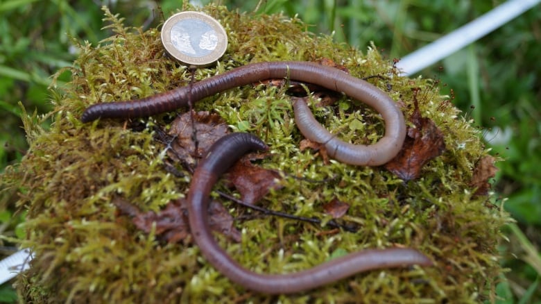 invasive earthworms are remaking our forests and climate scientists are worried