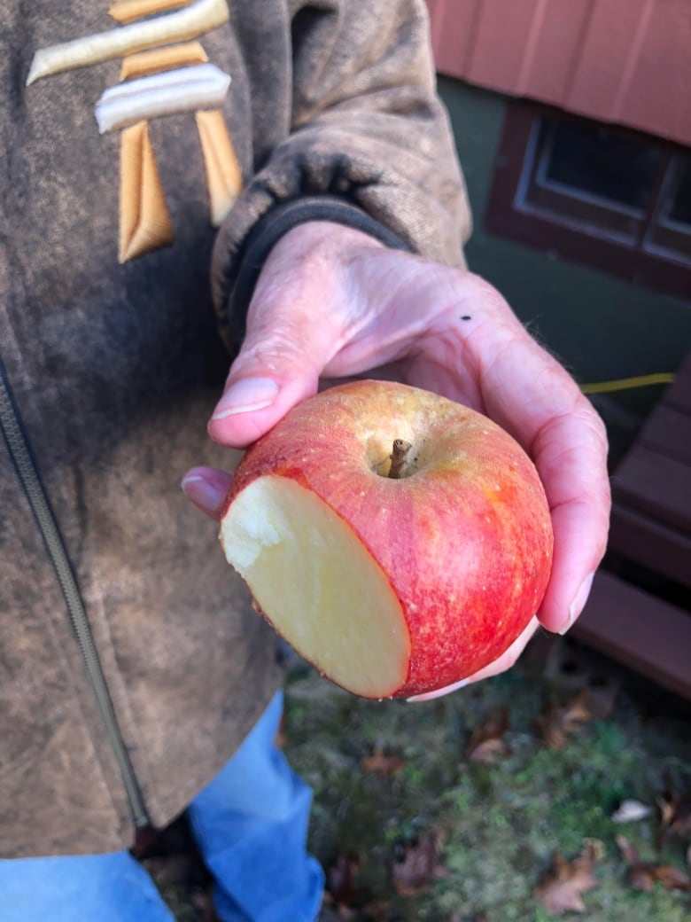 Meet the Keswick Ridge, N.B., farmer growing apples as old as King Louis XIII