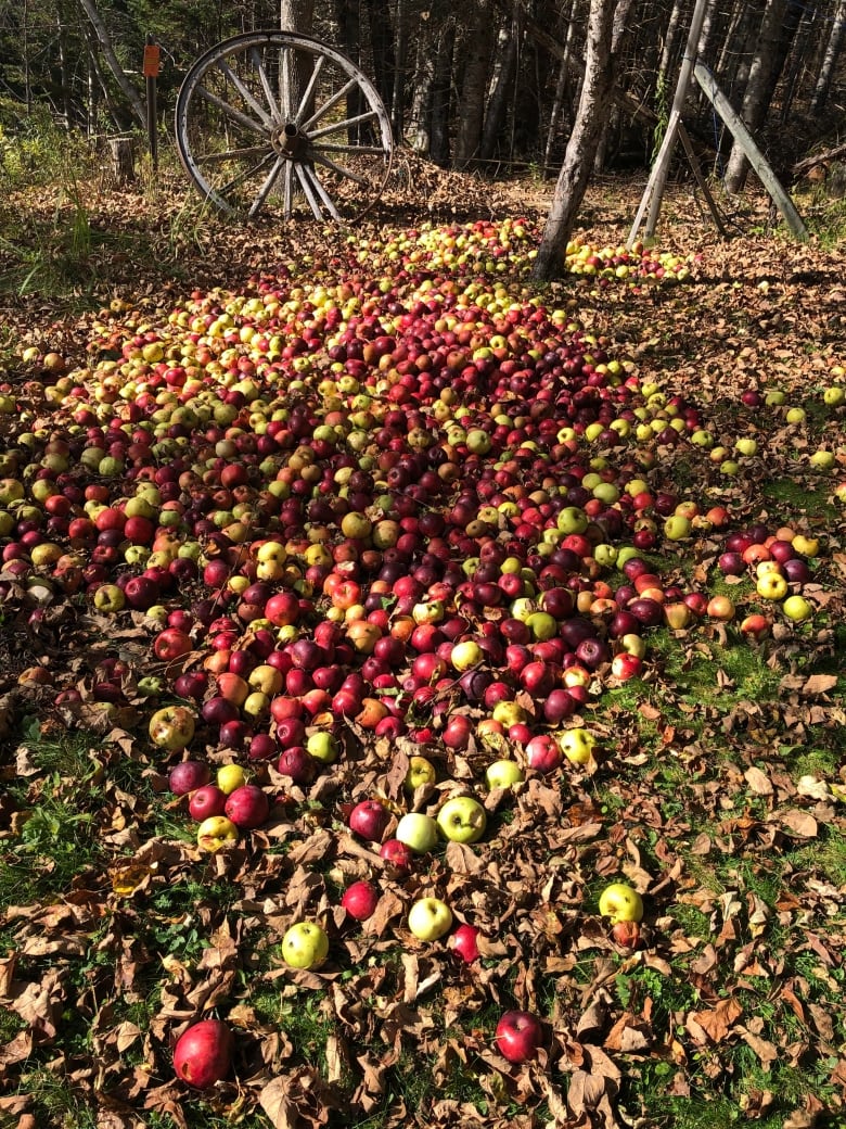 meet the keswick ridge n b farmer growing apples as old as king louis xiii 3