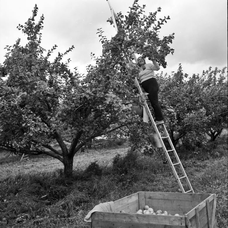 meet the keswick ridge n b farmer growing apples as old as king louis xiii 5
