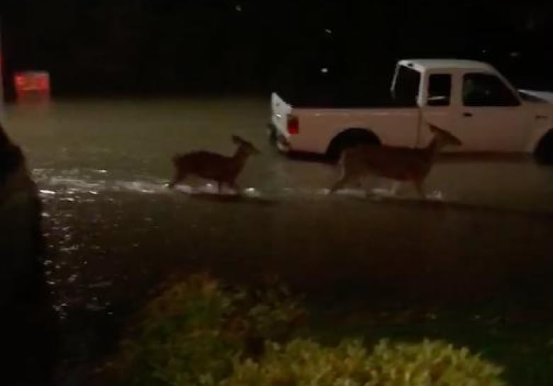 Abbotsford, B.C., declares 'high alert' after floods and mudslides displace residents