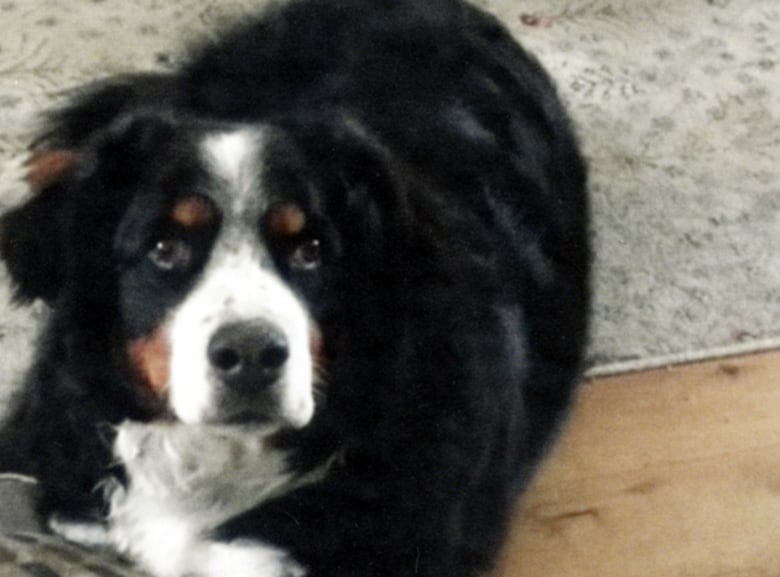 Dog owners confused and grieving after pet's journey to England ends badly