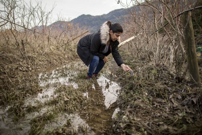 Fraser Valley farmers won't know for weeks how floodwaters have affected prized soil