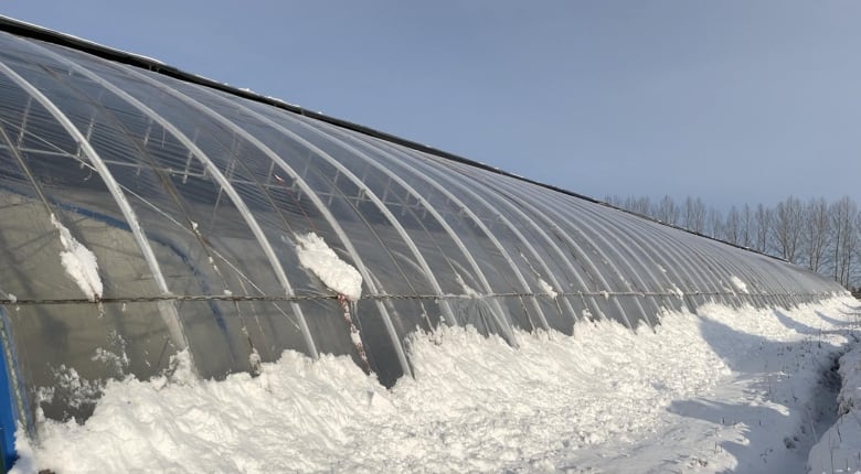 a former geologist imports a popular chinese model to grow veggies year round in albertas harsh climate 3