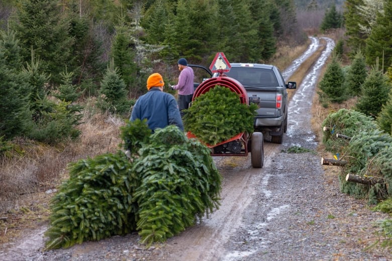 Climate change could stunt the Christmas tree industry. Here's how N.S. growers are preparing