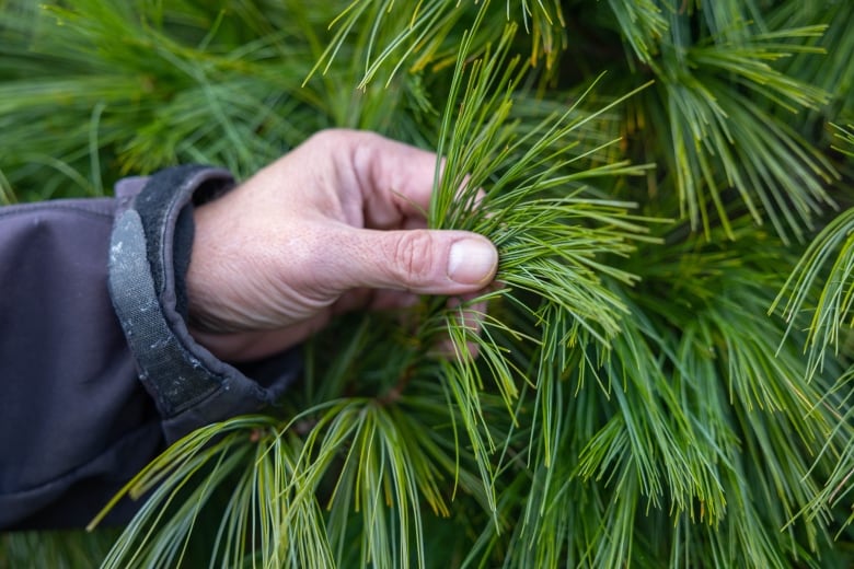 Climate change could stunt the Christmas tree industry. Here's how N.S. growers are preparing