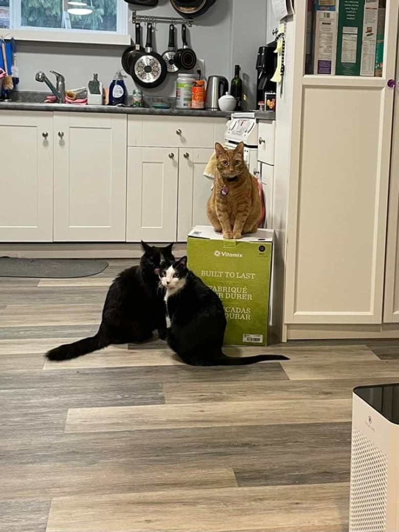 3 vancouver island cats hold owners blender hostage for a month 1