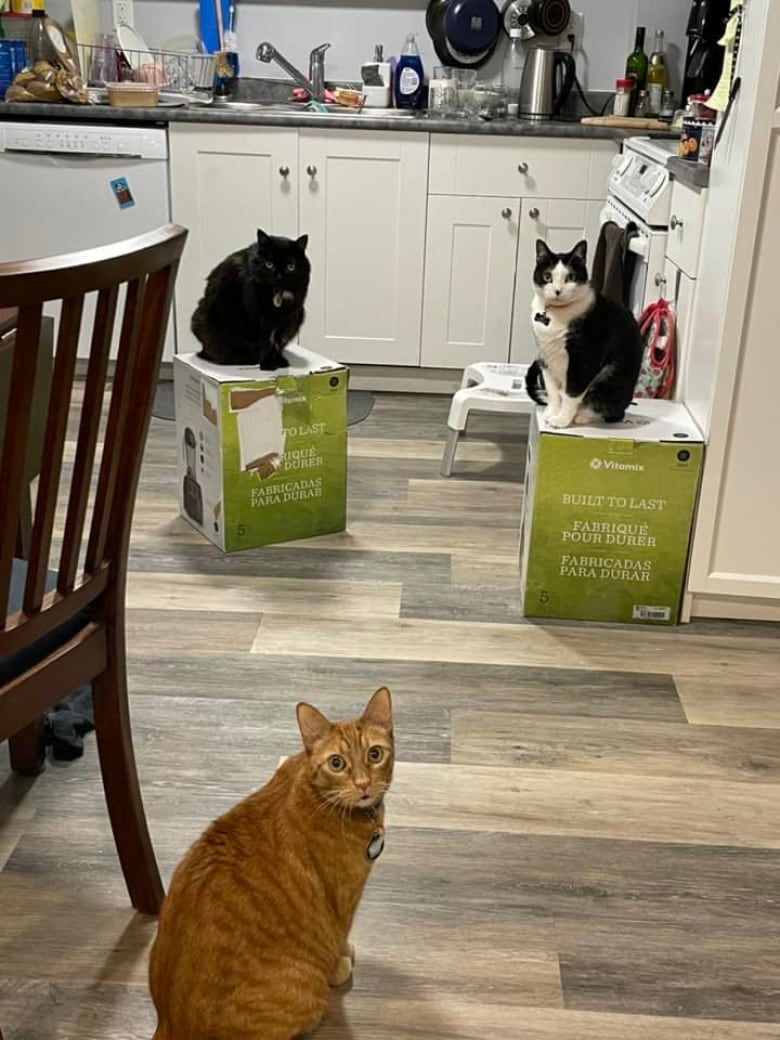 3 Vancouver Island cats hold owners&#8217; blender hostage — for a month