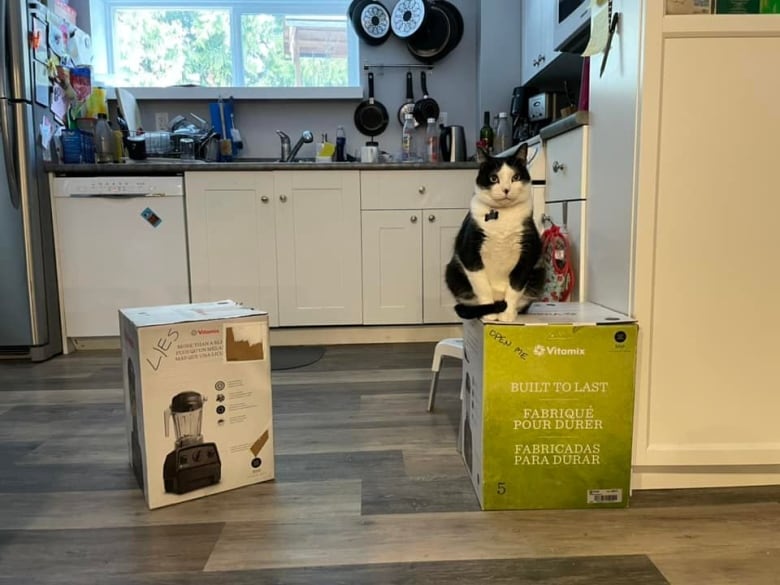 3 Vancouver Island cats hold owners' blender hostage — for a month