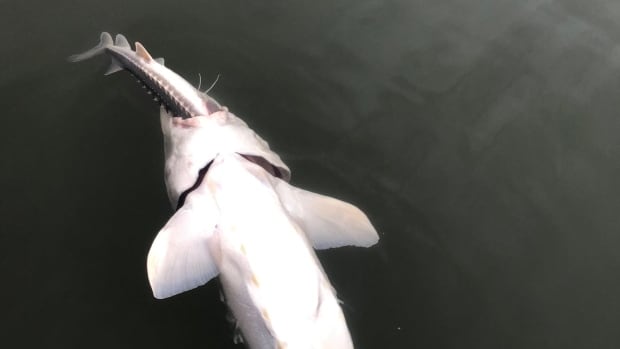 Photo of B.C. sturgeon with smaller sturgeon in mouth highlights Fraser River food supply concerns