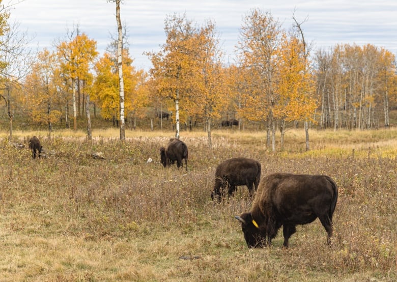 Smart collars help Elk Island National Park staff learn where and why the buffalo roam
