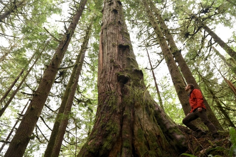 B.C. government announces additional logging deferrals for at-risk old-growth trees