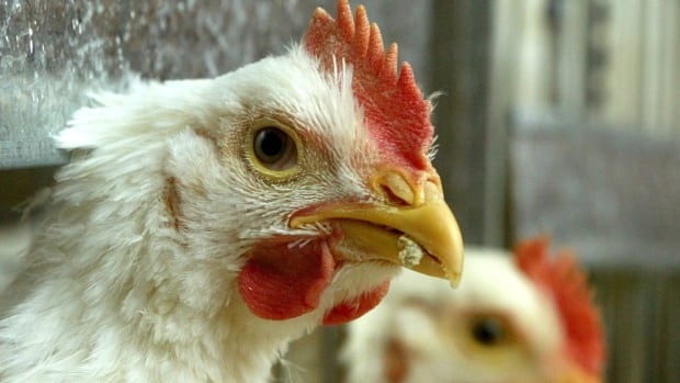 canadian farmers battle avian flu as bird death toll hits 1 7m