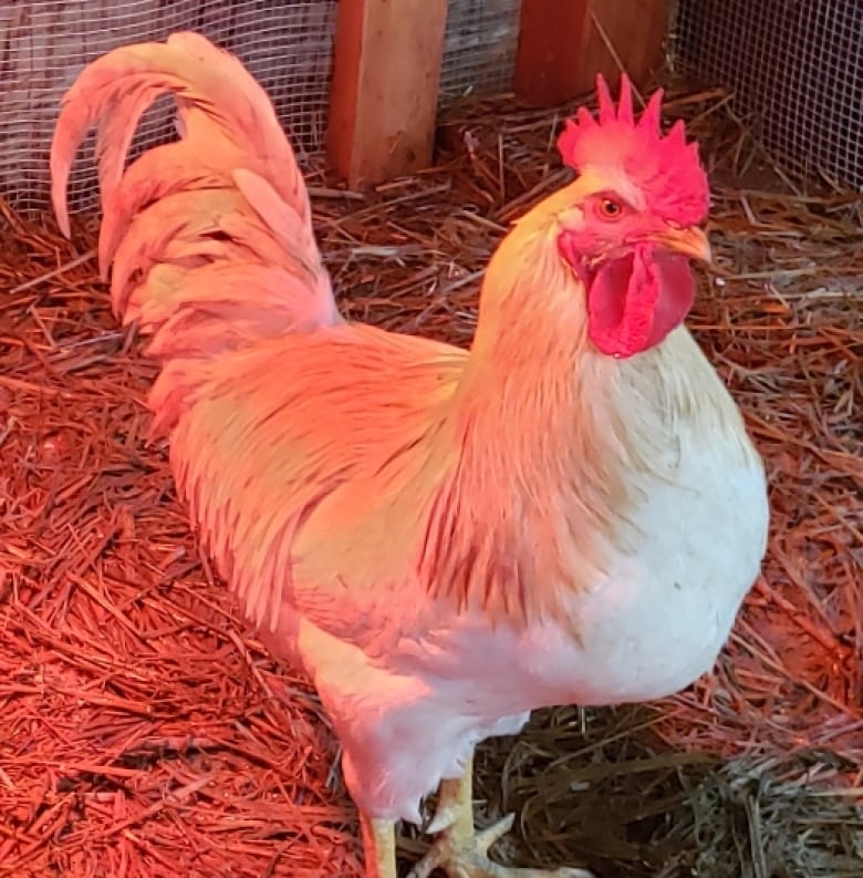 Salt Spring Island 'chicken war' moves to court as rooster owner challenges noise bylaw