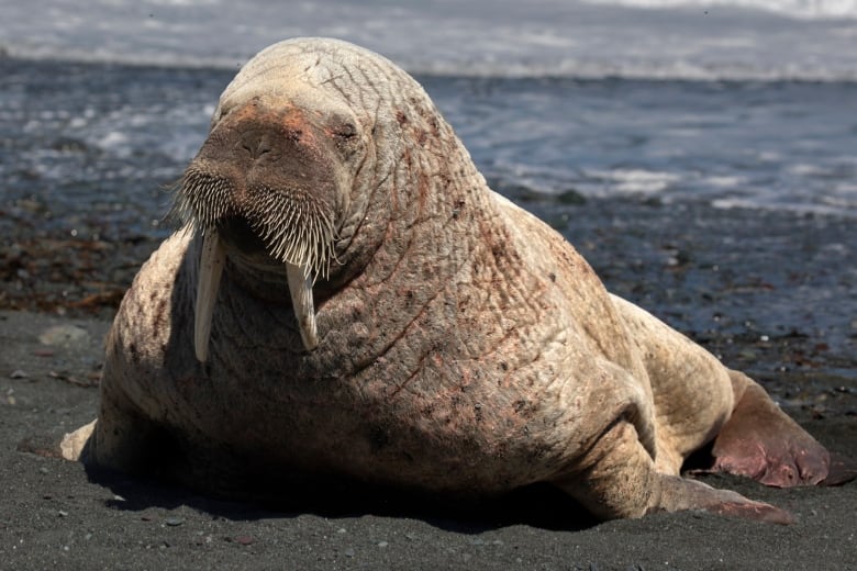 Walrus makes a rare appearance on N.L. beach — and draws a crowd